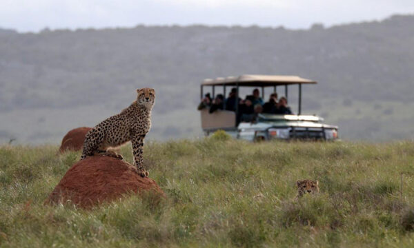 12. Cheetah