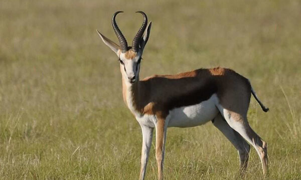 3. Springbok