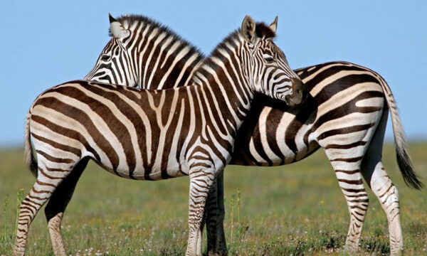 8. Zebra