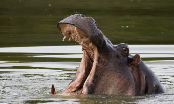 9. Hippo